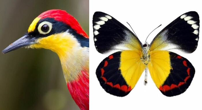 Artist Creates 75 Fascinating Collages Revealing Nature’s Overlooked Repeating Patterns