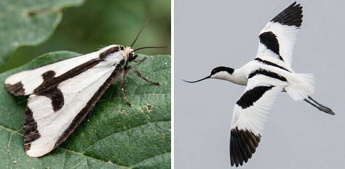 Artist Creates 75 Fascinating Collages Revealing Nature’s Overlooked Repeating Patterns