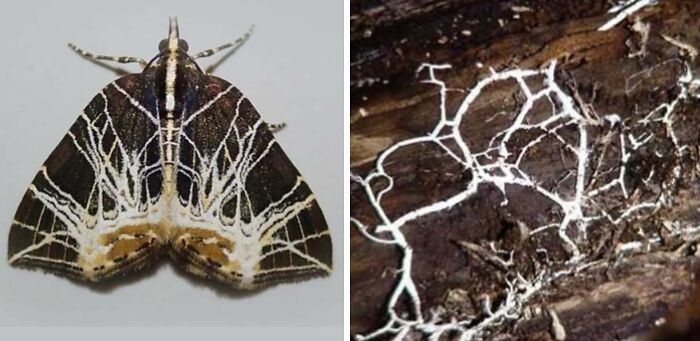 Artist Creates 75 Fascinating Collages Revealing Nature’s Overlooked Repeating Patterns