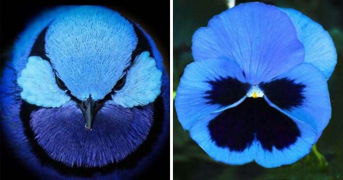 Artist Creates 75 Fascinating Collages Revealing Nature’s Overlooked Repeating Patterns