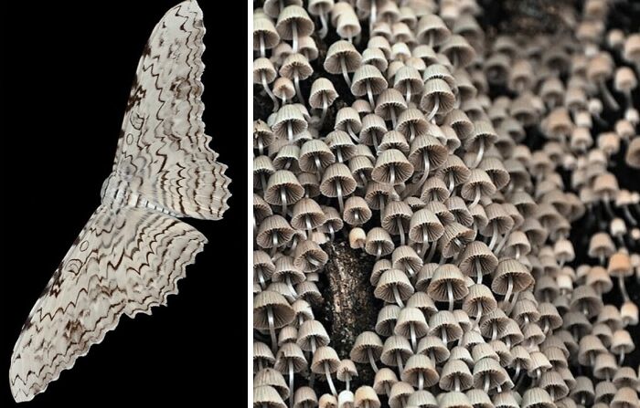 Artist Creates 75 Fascinating Collages Revealing Nature’s Overlooked Repeating Patterns
