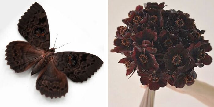 Artist Creates 75 Fascinating Collages Revealing Nature’s Overlooked Repeating Patterns