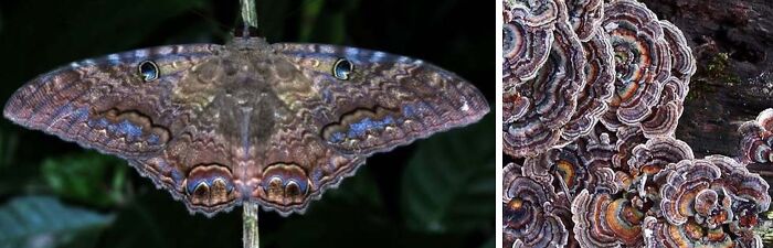 Artist Creates 75 Fascinating Collages Revealing Nature’s Overlooked Repeating Patterns