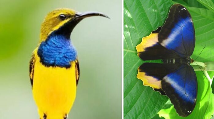 Artist Creates 75 Fascinating Collages Revealing Nature’s Overlooked Repeating Patterns