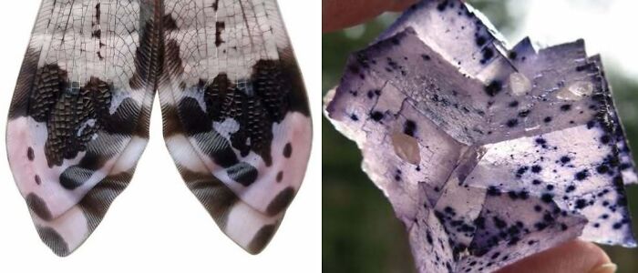 Artist Creates 75 Fascinating Collages Revealing Nature’s Overlooked Repeating Patterns
