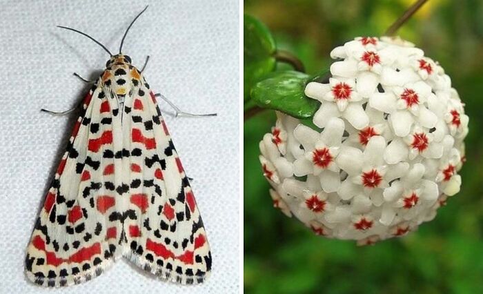 Artist Creates 75 Fascinating Collages Revealing Nature’s Overlooked Repeating Patterns