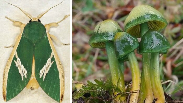 Artist Creates 75 Fascinating Collages Revealing Nature’s Overlooked Repeating Patterns
