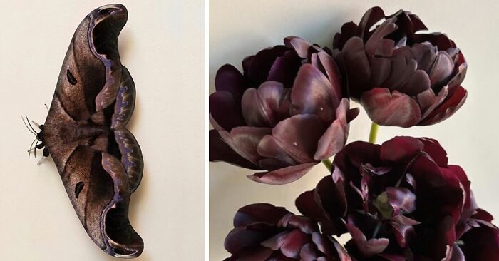 Artist Creates 75 Fascinating Collages Revealing Nature’s Overlooked Repeating Patterns