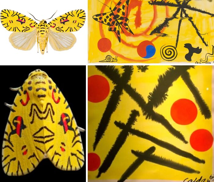 Artist Creates 75 Fascinating Collages Revealing Nature’s Overlooked Repeating Patterns