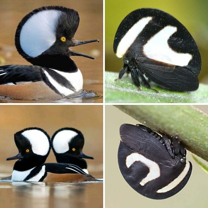 Artist Creates 75 Fascinating Collages Revealing Nature’s Overlooked Repeating Patterns
