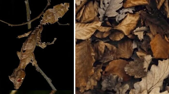 Artist Creates 75 Fascinating Collages Revealing Nature’s Overlooked Repeating Patterns