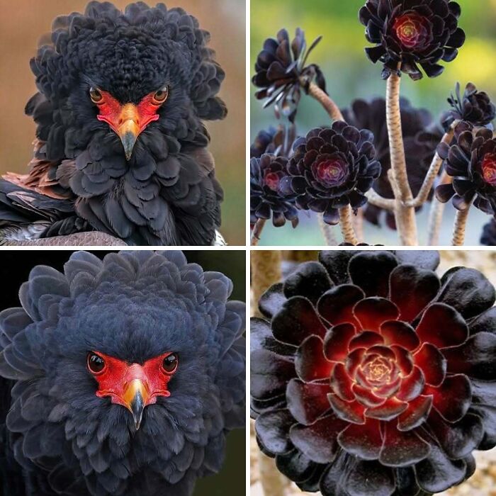 Artist Creates 75 Fascinating Collages Revealing Nature’s Overlooked Repeating Patterns
