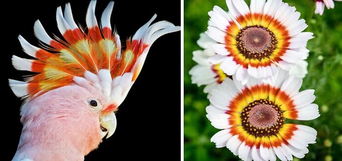 Artist Creates 75 Fascinating Collages Revealing Nature’s Overlooked Repeating Patterns