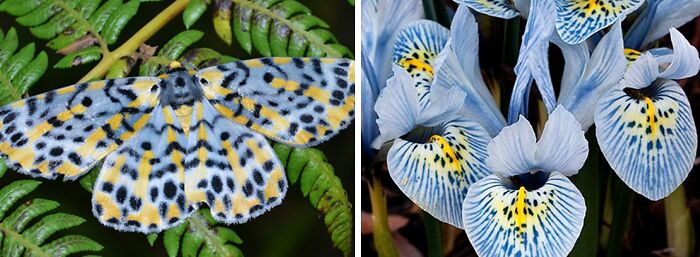 Artist Creates 75 Fascinating Collages Revealing Nature’s Overlooked Repeating Patterns