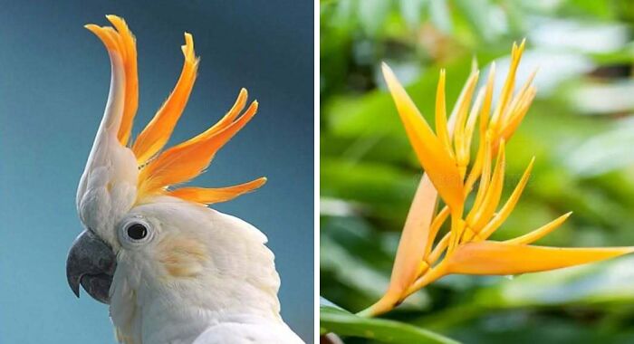 Artist Creates 75 Fascinating Collages Revealing Nature’s Overlooked Repeating Patterns