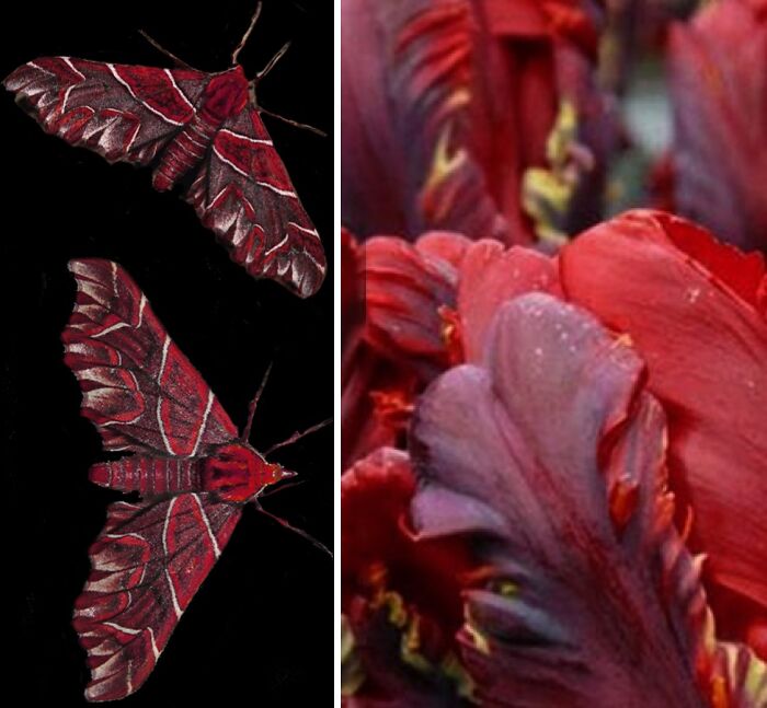 Artist Creates 75 Fascinating Collages Revealing Nature’s Overlooked Repeating Patterns