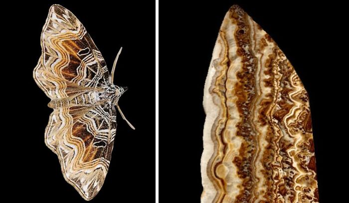 Artist Creates 75 Fascinating Collages Revealing Nature’s Overlooked Repeating Patterns
