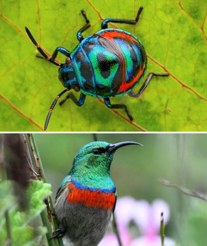 Artist Creates 75 Fascinating Collages Revealing Nature’s Overlooked Repeating Patterns