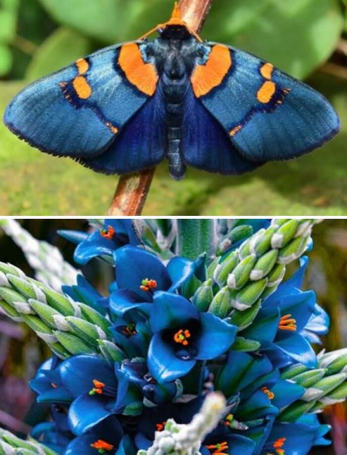 Artist Creates 75 Fascinating Collages Revealing Nature’s Overlooked Repeating Patterns