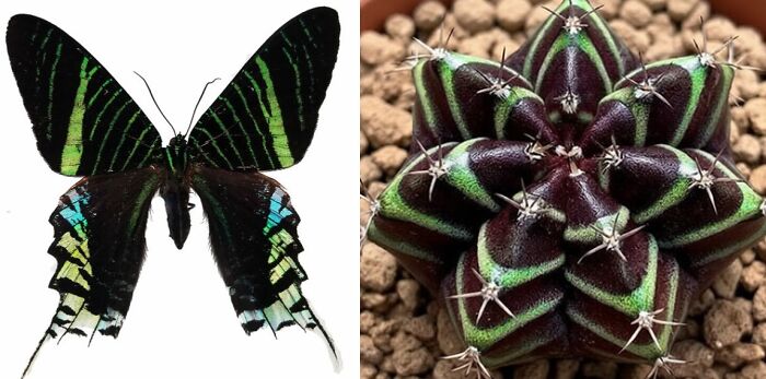 Artist Creates 75 Fascinating Collages Revealing Nature’s Overlooked Repeating Patterns