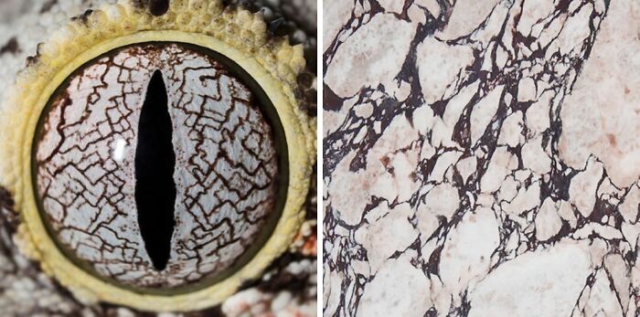 Artist Creates 75 Fascinating Collages Revealing Nature’s Overlooked Repeating Patterns