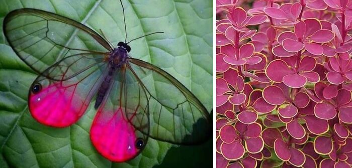 Artist Creates 75 Fascinating Collages Revealing Nature’s Overlooked Repeating Patterns