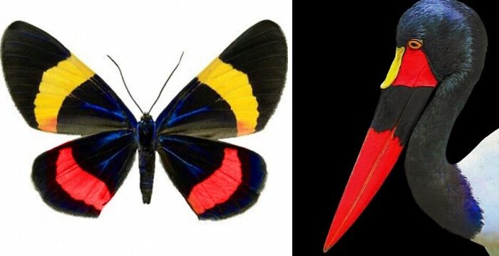 Artist Creates 75 Fascinating Collages Revealing Nature’s Overlooked Repeating Patterns