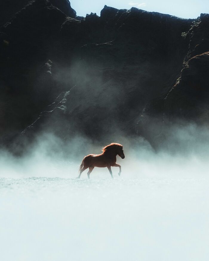 This Photographer Captures Iceland’s Domestic And Wild Animals In Their Natural Beauty (41 Pics) This Photographer Captures Iceland’s Domestic And Wild Animals In Their Natural Beauty (41 Pics)