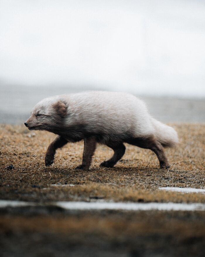 This Photographer Captures Iceland’s Domestic And Wild Animals In Their Natural Beauty (41 Pics) This Photographer Captures Iceland’s Domestic And Wild Animals In Their Natural Beauty (41 Pics)