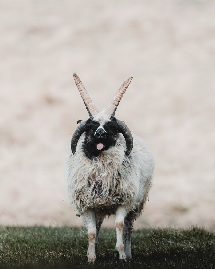 This Photographer Captures Iceland’s Domestic And Wild Animals In Their Natural Beauty (41 Pics) This Photographer Captures Iceland’s Domestic And Wild Animals In Their Natural Beauty (41 Pics)