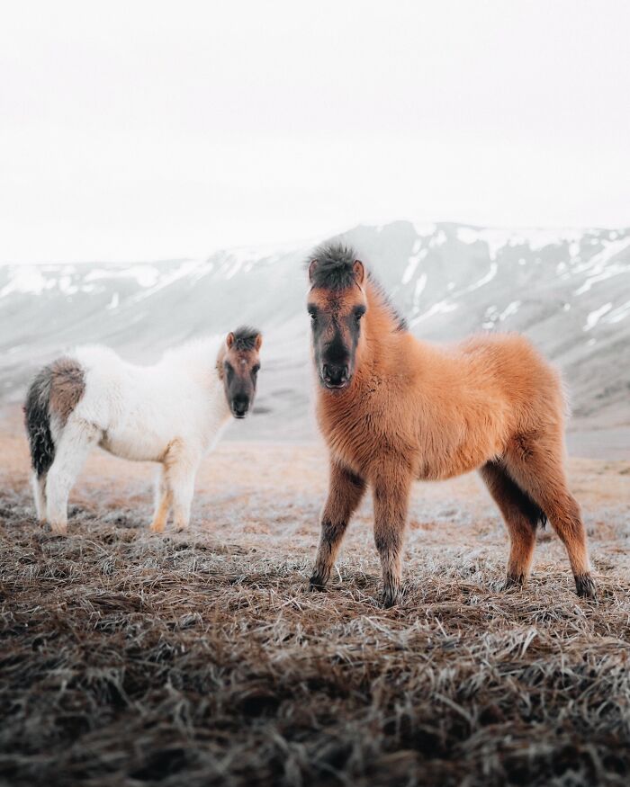 This Photographer Captures Iceland’s Domestic And Wild Animals In Their Natural Beauty (41 Pics) This Photographer Captures Iceland’s Domestic And Wild Animals In Their Natural Beauty (41 Pics)