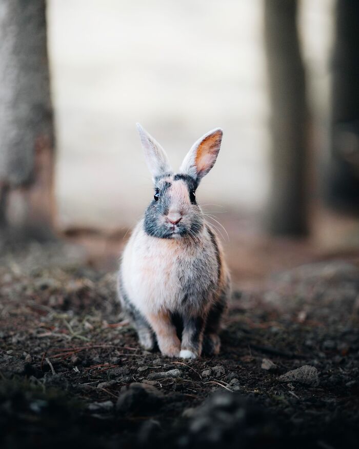 This Photographer Captures Iceland’s Domestic And Wild Animals In Their Natural Beauty (41 Pics) This Photographer Captures Iceland’s Domestic And Wild Animals In Their Natural Beauty (41 Pics)