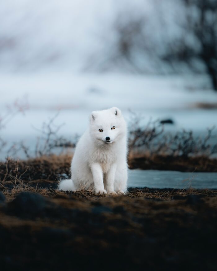 This Photographer Captures Iceland’s Domestic And Wild Animals In Their Natural Beauty (41 Pics) This Photographer Captures Iceland’s Domestic And Wild Animals In Their Natural Beauty (41 Pics)