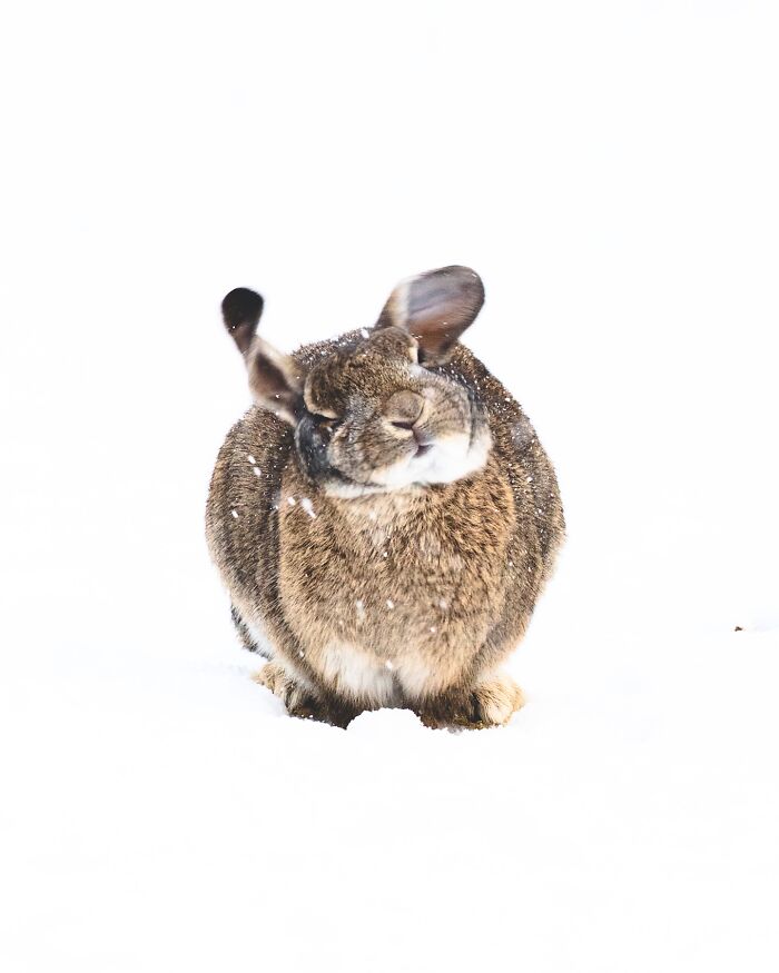 This Photographer Captures Iceland’s Domestic And Wild Animals In Their Natural Beauty (41 Pics) This Photographer Captures Iceland’s Domestic And Wild Animals In Their Natural Beauty (41 Pics)