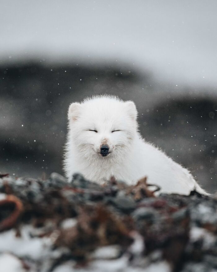 This Photographer Captures Iceland’s Domestic And Wild Animals In Their Natural Beauty (41 Pics) This Photographer Captures Iceland’s Domestic And Wild Animals In Their Natural Beauty (41 Pics)