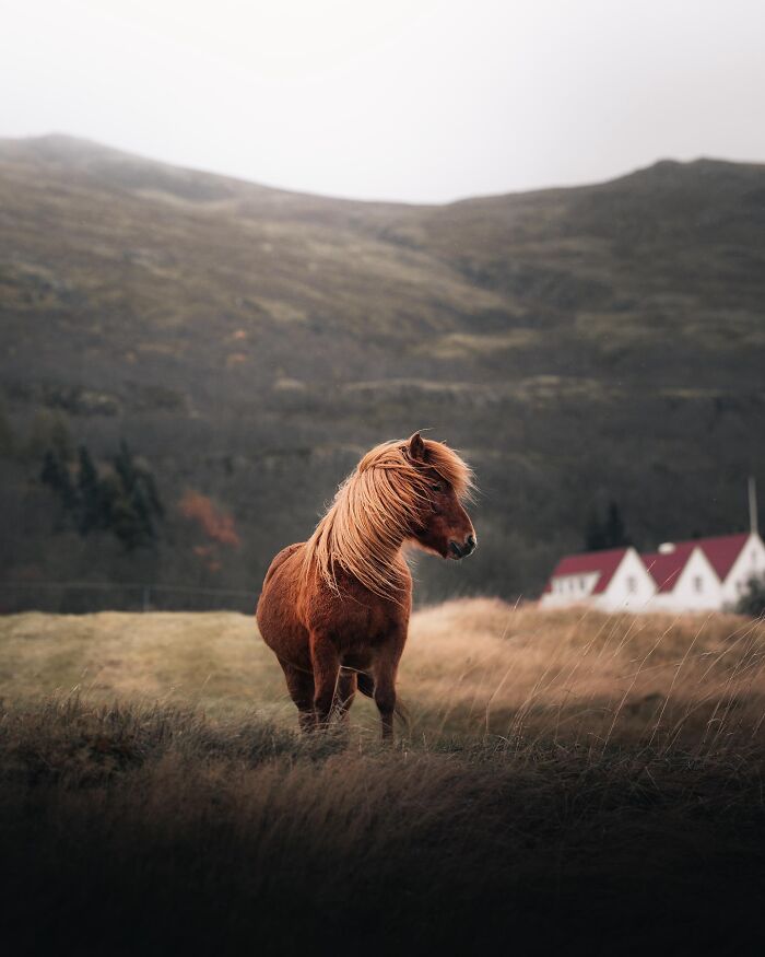This Photographer Captures Iceland’s Domestic And Wild Animals In Their Natural Beauty (41 Pics) This Photographer Captures Iceland’s Domestic And Wild Animals In Their Natural Beauty (41 Pics)