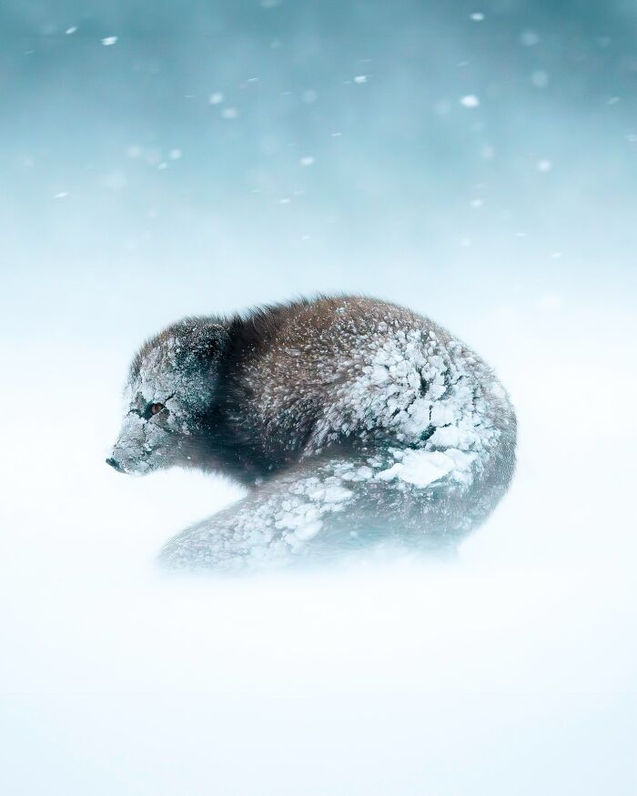 This Photographer Captures Iceland’s Domestic And Wild Animals In Their Natural Beauty (41 Pics) This Photographer Captures Iceland’s Domestic And Wild Animals In Their Natural Beauty (41 Pics)