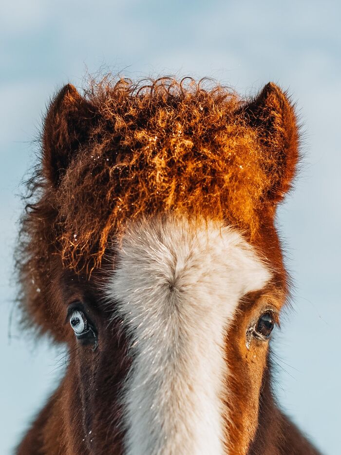This Photographer Captures Iceland’s Domestic And Wild Animals In Their Natural Beauty (41 Pics) This Photographer Captures Iceland’s Domestic And Wild Animals In Their Natural Beauty (41 Pics)