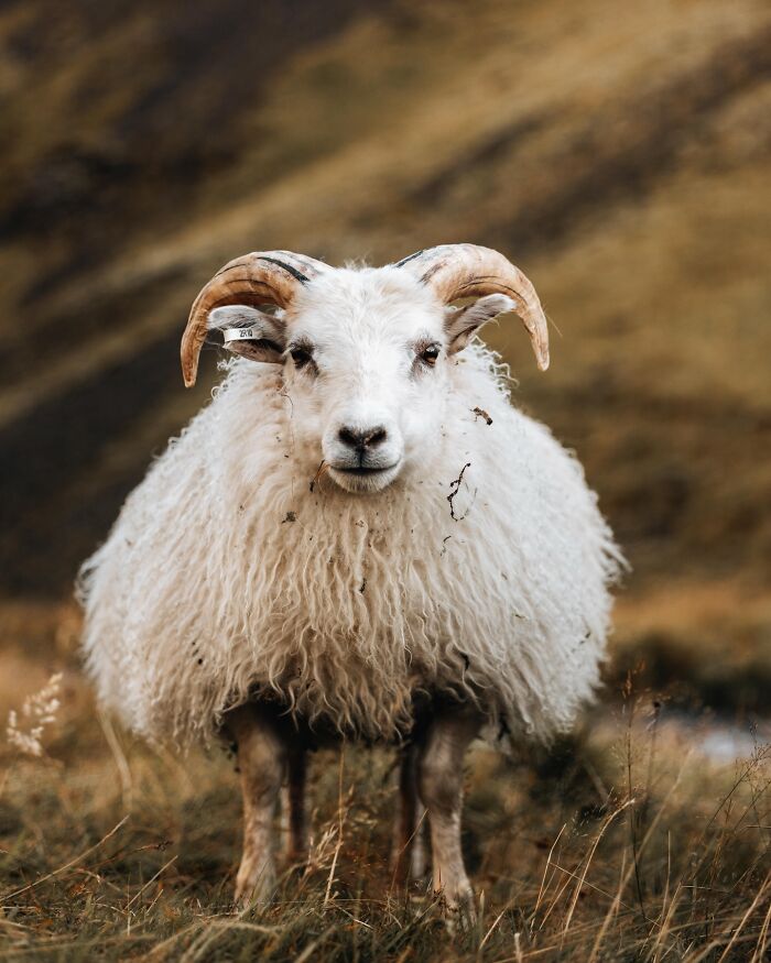This Photographer Captures Iceland’s Domestic And Wild Animals In Their Natural Beauty (41 Pics) This Photographer Captures Iceland’s Domestic And Wild Animals In Their Natural Beauty (41 Pics)
