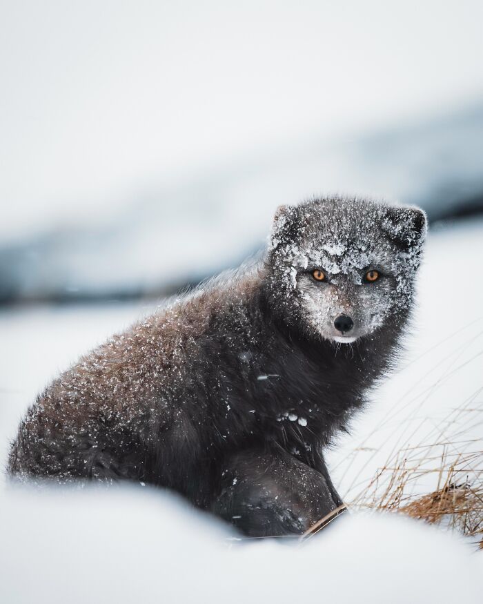 This Photographer Captures Iceland’s Domestic And Wild Animals In Their Natural Beauty (41 Pics) This Photographer Captures Iceland’s Domestic And Wild Animals In Their Natural Beauty (41 Pics)