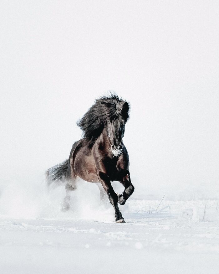This Photographer Captures Iceland’s Domestic And Wild Animals In Their Natural Beauty (41 Pics) This Photographer Captures Iceland’s Domestic And Wild Animals In Their Natural Beauty (41 Pics)