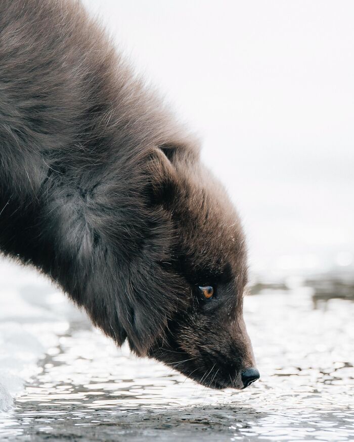 This Photographer Captures Iceland’s Domestic And Wild Animals In Their Natural Beauty (41 Pics) This Photographer Captures Iceland’s Domestic And Wild Animals In Their Natural Beauty (41 Pics)