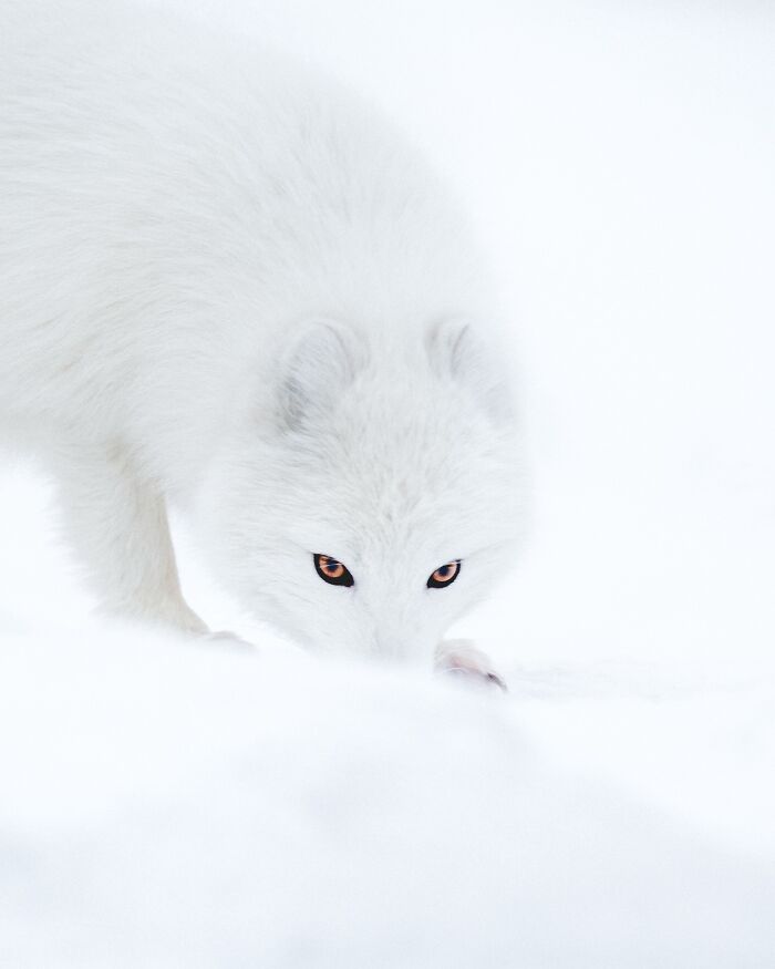 This Photographer Captures Iceland’s Domestic And Wild Animals In Their Natural Beauty (41 Pics) This Photographer Captures Iceland’s Domestic And Wild Animals In Their Natural Beauty (41 Pics)