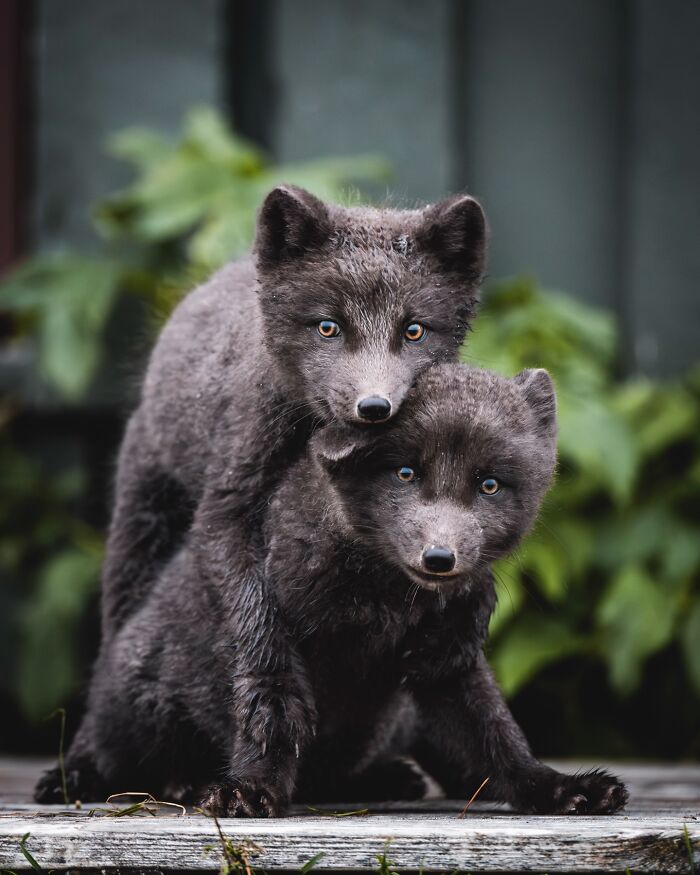 This Photographer Captures Iceland’s Domestic And Wild Animals In Their Natural Beauty (41 Pics) This Photographer Captures Iceland’s Domestic And Wild Animals In Their Natural Beauty (41 Pics)