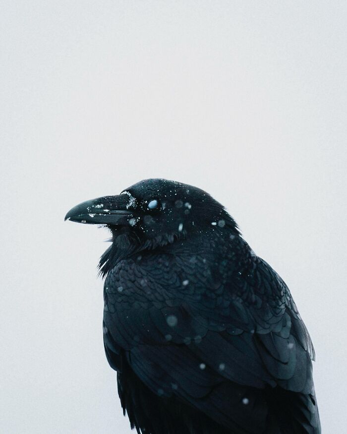 This Photographer Captures Iceland’s Domestic And Wild Animals In Their Natural Beauty (41 Pics) This Photographer Captures Iceland’s Domestic And Wild Animals In Their Natural Beauty (41 Pics)