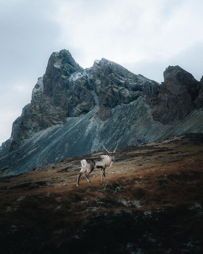 This Photographer Captures Iceland’s Domestic And Wild Animals In Their Natural Beauty (41 Pics) This Photographer Captures Iceland’s Domestic And Wild Animals In Their Natural Beauty (41 Pics)