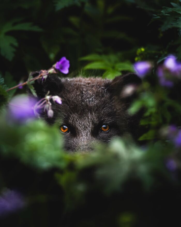 This Photographer Captures Iceland’s Domestic And Wild Animals In Their Natural Beauty (41 Pics) This Photographer Captures Iceland’s Domestic And Wild Animals In Their Natural Beauty (41 Pics)