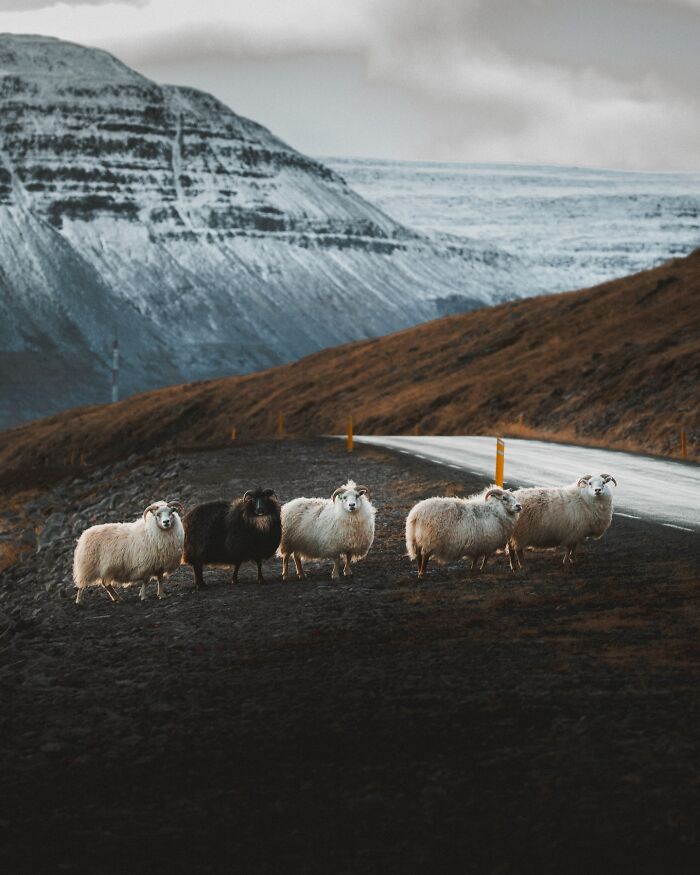This Photographer Captures Iceland’s Domestic And Wild Animals In Their Natural Beauty (41 Pics) This Photographer Captures Iceland’s Domestic And Wild Animals In Their Natural Beauty (41 Pics)
