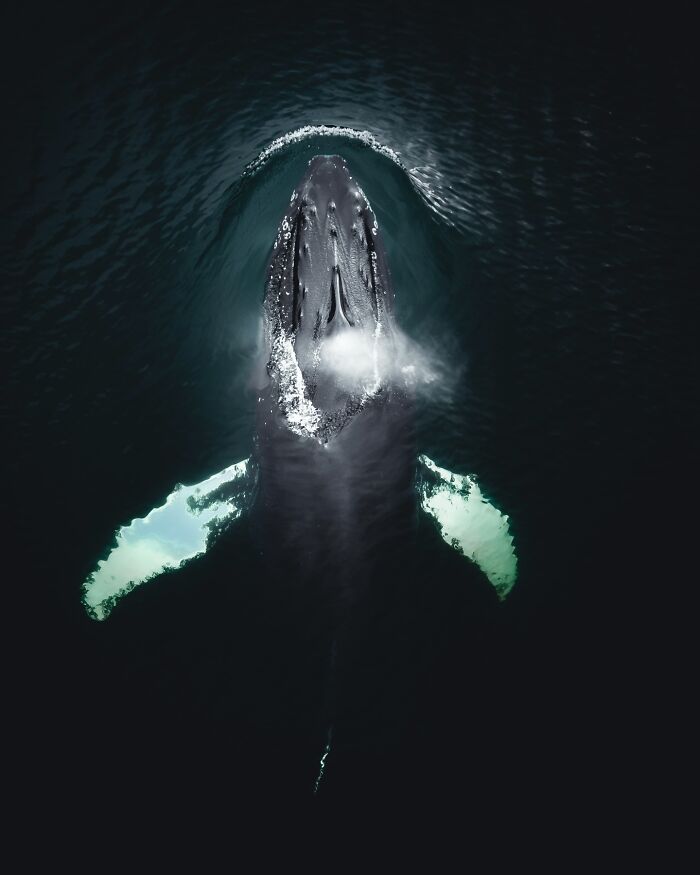This Photographer Captures Iceland’s Domestic And Wild Animals In Their Natural Beauty (41 Pics) This Photographer Captures Iceland’s Domestic And Wild Animals In Their Natural Beauty (41 Pics)