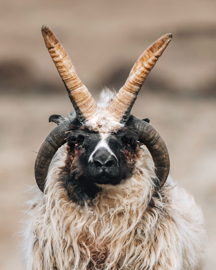 This Photographer Captures Iceland’s Domestic And Wild Animals In Their Natural Beauty (41 Pics) This Photographer Captures Iceland’s Domestic And Wild Animals In Their Natural Beauty (41 Pics)